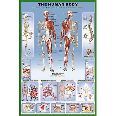 HUMAN BODY POSTER 36X24 INCHES