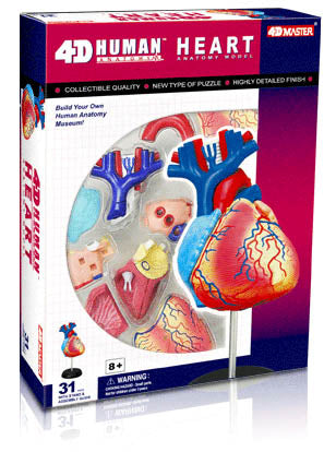 HUMAN HEART ANATOMY MODEL {{31PARTS W/STAND & ASSEMBLY GUI