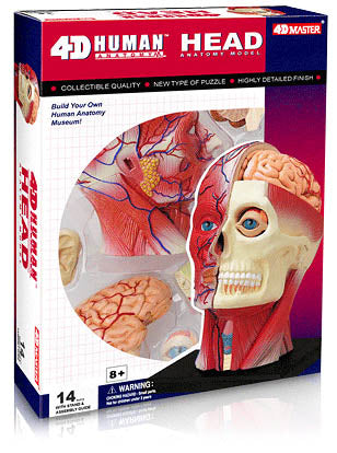 HUMAN HEAD ANATOMY MODEL {{14PARTS W/STAND & ASSEMBLY GUI