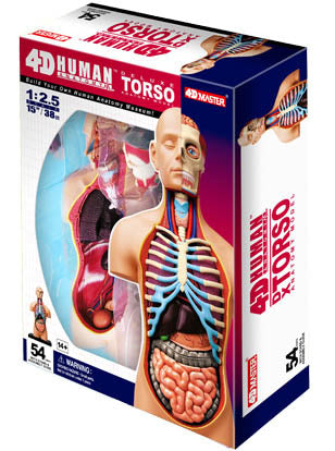 HUMAN TORSO ANATOMY MODEL {{54PARTS W/STAND & ASSEMBLY GUI
