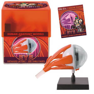 EYE-HUMAN ANATOMY MODEL {{
