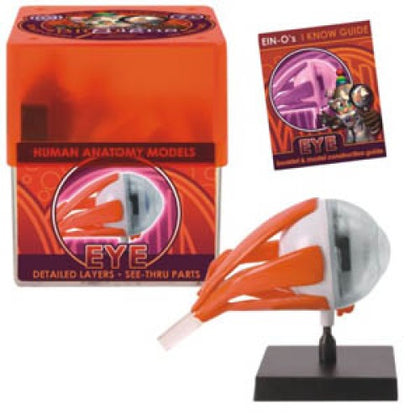 EYE-HUMAN ANATOMY MODEL