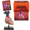 HEART-HUMAN ANATOMY MODEL