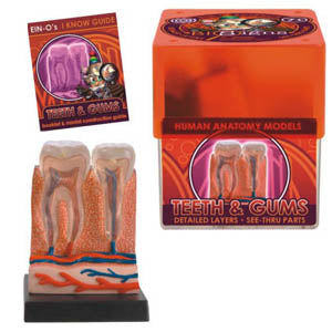 TEETH & GUMS-HUMAN ANATOMY MODEL
