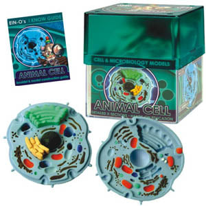 ANIMAL CELL-CELL AND MICROBIOLOG MICROBIOLOGY MODEL