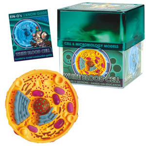 WHITE BLOOD CELL-CELL AND MICRO {{MICROBIOLOGY MODEL