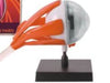 EYE-HUMAN ANATOMY MODEL {{