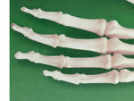 HUMAN SKELETAL HAND MODEL KIT LINDBERG UNASSEMBLED LIFE SIZE