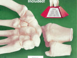 HUMAN SKELETAL HAND MODEL KIT LINDBERG UNASSEMBLED LIFE SIZE