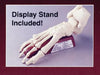 HUMAN SKELETAL FOOT MODEL KIT LINDBERG UNASSEMBLED LIFE SIZE