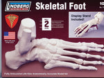 HUMAN SKELETAL FOOT MODEL KIT LINDBERG UNASSEMBLED LIFE SIZE