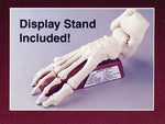 HUMAN SKELETAL FOOT MODEL KIT LINDBERG UNASSEMBLED LIFE SIZE