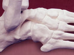 HUMAN SKELETAL FOOT MODEL KIT LINDBERG UNASSEMBLED LIFE SIZE