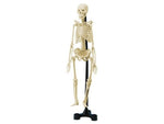 HUMAN SKELETON