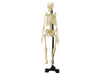 HUMAN SKELETON