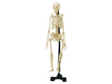 HUMAN SKELETON {{