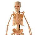 HUMAN SKELETON {{