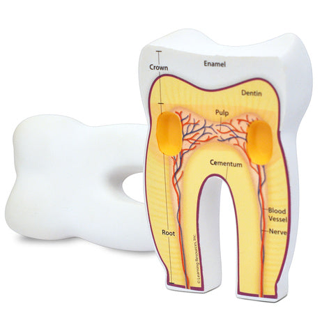 HUMAN TOOTH MODEL {{SOFT FOAM CROSS-SECTION TOOTH