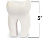 HUMAN TOOTH MODEL SOFT FOAM CROSS-SECTION TOOTH
