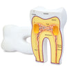 HUMAN TOOTH MODEL SOFT FOAM CROSS-SECTION TOOTH