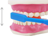 GIANT DENTAL CARE MODEL W/GIANT {{TOOTHBRUSH