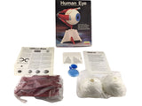 HUMAN EYE ANATOMY MODEL KIT LINDBERG UNASSEMBLED SCALE 4:1