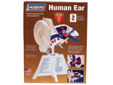 HUMAN EAR ANATOMY MODEL KIT LINDBERG UNASSEMBLED