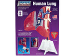 HUMAN LUNG ANATOMY MODEL KIT LINDBERG UNASSEMBLED LIFE SIZE