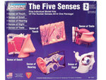 HUMAN 5 SENSES ANATOMY MODEL KIT LINDBERG UNASSEMBLED