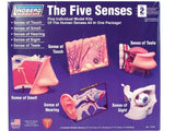 HUMAN 5 SENSES ANATOMY MODEL KIT LINDBERG UNASSEMBLED