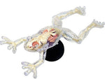 FROG SKELETON MODEL-AGES 8+ {{4D-VISION