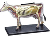 COW ANATOMY MODEL 29PARTS W/STAND & BOOK