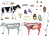 COW ANATOMY MODEL 29PARTS W/STAND & BOOK