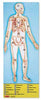 HUMAN ANATOMY FLOOR PUZZLE 100PCS