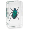 REAL BUGS-JAPANESE EMERALD BEETL BEETLE