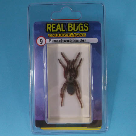 REAL BUGS-FUNNEL WEB SPIDER {{