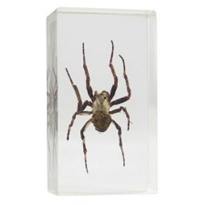 REAL BUGS-JAPANESE GARDEN SPIDER