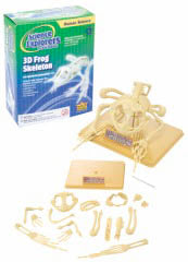 FROG SKELETON 3D
