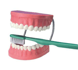 GIANT DENTAL CARE MODEL W/GIANT {{TOOTHBRUSH