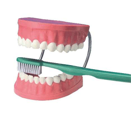 GIANT DENTAL CARE MODEL W/GIANT {{TOOTHBRUSH