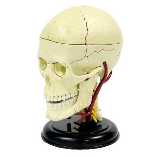 BRAIN JUNIOR ANATOMY WITH CD OVER 30 PIECES