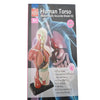 HUMAN TORSO MINI-27CM HEIGHT 8 DISSECTIBLE PARTS