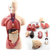HUMAN TORSO MINI-27CM HEIGHT 8 DISSECTIBLE PARTS