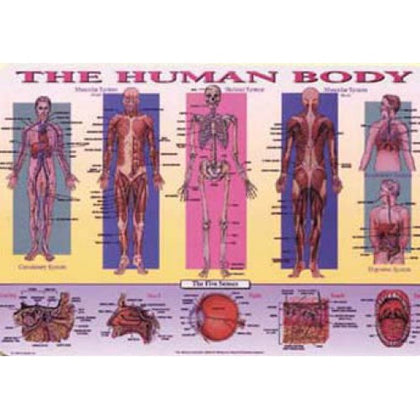 PLACEMAT THE HUMAN BODY