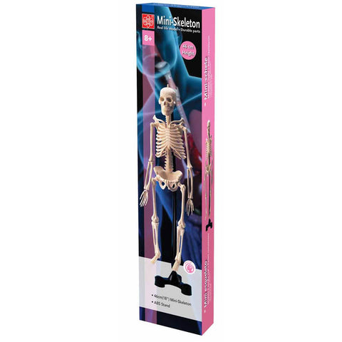HUMAN SKELETON