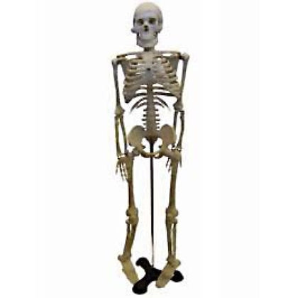 HUMAN SKELETON -18 (46CM) HEIGHT WITH STAND