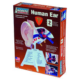 HUMAN EAR ANATOMY MODEL KIT {{LINDBERG UNASSEMBLED