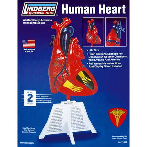 HUMAN HEART ANATOMY MODEL KIT {{LINDBERG UNASSEMBLED LIFE SIZE