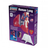 HUMAN LUNG ANATOMY MODEL KIT LINDBERG UNASSEMBLED LIFE SIZE