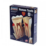 HUMAN TOOTH ANATOMY MODEL KIT LINDBERG UNASSEMBLED SCALE 8~;1